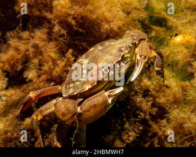 Eine Krabbe zwischen Algen und Steinen. Bild aus dem Sound, zwischen Schweden und Dänemark Stockfoto