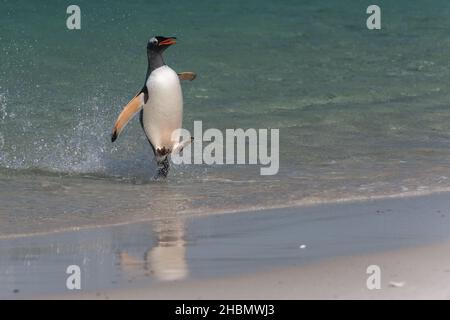 Ein Gentoo-Pinguin (Pygoscelis papua) springt mit ausgestreckten Flügeln aus dem Wasser auf der Insel Saunders, den Falklandinseln Stockfoto