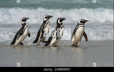 Vier Magellanic Penguins (Spheniscus magellanicus), die am Strand von Saunders Island entlang gehen, den Falkland-Inseln mit Wellen im Hintergrund Stockfoto