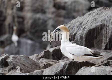 Nördliche Gannette (Morus bassanus) mit Nistmaterial im Schnabel auf einem Felsvorsprung, Bass Rock, Schottland, Großbritannien Stockfoto