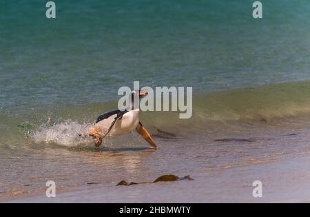 Gentoo Penguin (Pygoscelis papua), der aus dem Meer auf der Carcass-Insel, den Falklandinseln, auftaucht Stockfoto