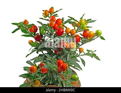 Früchte aus dem Korallenbusch, Solanum pseudocapsicum Stockfoto