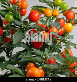 Früchte aus dem Korallenbusch, Solanum pseudocapsicum Stockfoto