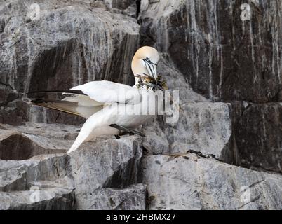 Nördliche Gannette (Morus bassanus) mit Nistmaterial im Schnabel auf einem Felsvorsprung, Bass Rock, Schottland, Großbritannien Stockfoto