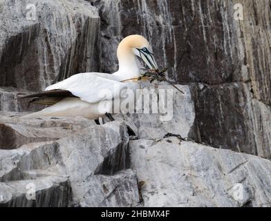 Nördliche Gannette (Morus bassanus) mit Nistmaterial im Schnabel auf einem Felsvorsprung, Bass Rock, Schottland, Großbritannien Stockfoto