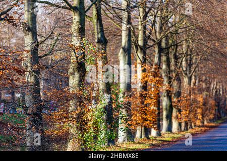 Baumreihe auf der Erft in Grevenbroich, Deutschland Stockfoto