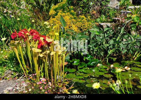 Rot blühende fleischfressende Krug mit vielen anderen Pflanzen am Rand eines mit Lilie gefüllten Teiches in den subtropischen Abbey Gardens auf Tresco auf einem hellen Stockfoto