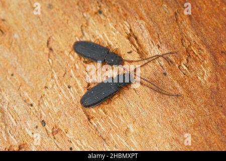 Nahaufnahme von zwei silvaniden, flachen Rindenkäfer, Uleiota planata, die sich unter einem gefallenen Baumstamm auf dem Feld verstecken Stockfoto