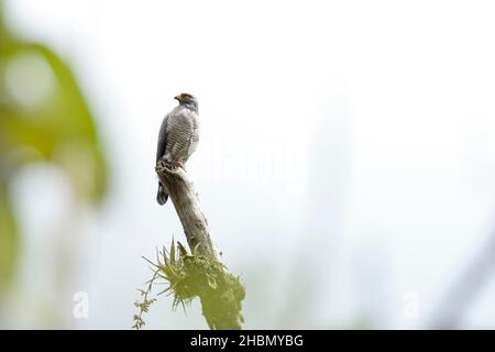 ROADSIDE HAWK (Rupornis magnirostris) imposantes Exemplar von busardo, das auf dem Baumstamm thront und seine Beute beobachtet. Huancayo - Peru Stockfoto