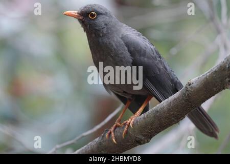 GROSSE DROSSEL (Turdus fusCater), die auf einem Ast im Wald steht Stockfoto