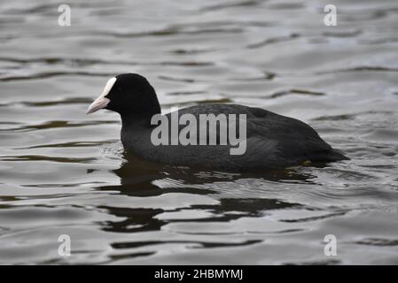 Nahaufnahme Porträt einer eurasischen Russ (Fulica atra) im Linksprofil Schwimmen auf einem welligen See in England im November Stockfoto