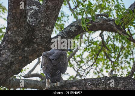 Der Kampfadler, Polemaetus bellicosus, ist ein großer Adler, der im südlichen afrika lebt Stockfoto