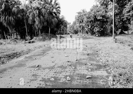 Trockene Traufe fiel auf die Straße, die durch Bäume führte, schwarzer und weißer natürlicher Hintergrund. Howrah, Westbengalen, Indien. Stockfoto