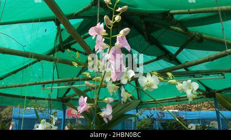 Orchideenblumen hängen von dekorierten Kleiderbügeln, Gartenbau-Blumenschau, Kalkutta, Indien Stockfoto