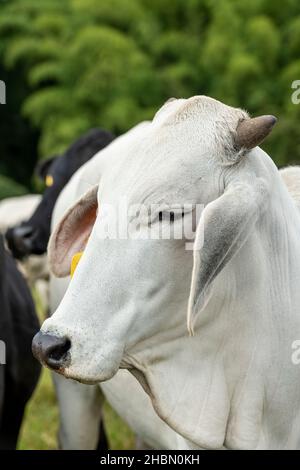 Weißes Brahman-Rind, das an einem Zaun steht und die Kamera anschaut, Kolumbien, Südamerika Stockfoto