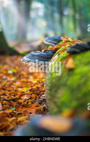 Eine vertikale Aufnahme eines großen parasitären Pilzes, der auf Baumstämmen wächst Stockfoto