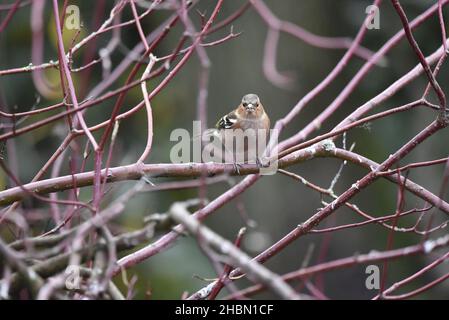Bild eines männlichen Common Chaffinch (Fringilla coelebs), der auf einem horizontalen roten Dogwood-Zweig thront und der Kamera mit leicht geöffnetem Schnabel gegenübersteht, im November in Großbritannien Stockfoto
