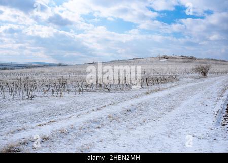Gefrorener Weinberg im weißen Winter mit leicht bewölktem Wetter. Verschneite Winterlandschaft im Weinviertel Österreichs Stockfoto