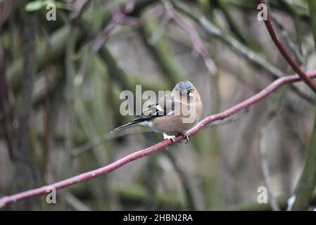 Nahaufnahme eines männlichen Common Chaffinch (Fringilla coelebs), der im November auf einem einzigen horizontalen roten Dogwood-Zweig im rechten Profil, Großbritannien, thront Stockfoto