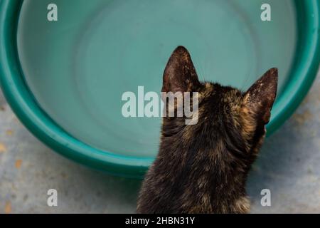 Goiânia, Goias, Brasilien – 17. Dezember 2021: Eine von hinten fotografierte Katze, die Wasser aus einer grünen Schale trinkt. Stockfoto