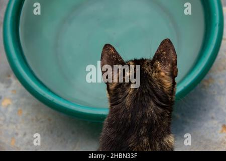 Goiânia, Goias, Brasilien – 17. Dezember 2021: Eine von hinten fotografierte Katze, die Wasser aus einer grünen Schale trinkt. Stockfoto