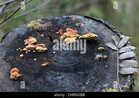 Gloeophyllum odoratum, wie die Anis Mazegill und Schleimkrankheit Pilz, ein POLYPORE aus Finnland bekannt Stockfoto