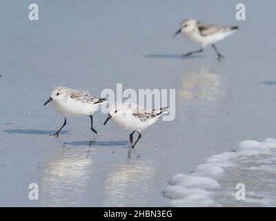 Sanderling in der typischen und diagnostischen Fütterung, die mit der Flut ein- und ausläuft. Im September sind diese Vögel jetzt im Winter - nicht brütende Gefieder. Stockfoto