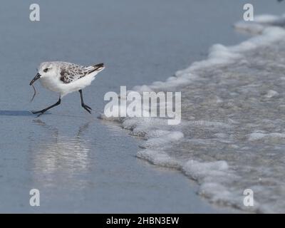 Sanderling in der typischen und diagnostischen Fütterung, die mit der Flut ein- und ausläuft. Im September sind diese Vögel jetzt im Winter - nicht brütende Gefieder. Stockfoto