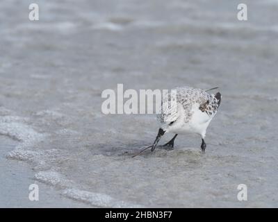 Sanderling in der typischen und diagnostischen Fütterung, die mit der Flut ein- und ausläuft. Im September sind diese Vögel jetzt im Winter - nicht brütende Gefieder. Stockfoto