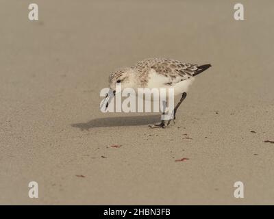 Sanderling in der typischen und diagnostischen Fütterung, die mit der Flut ein- und ausläuft. Im September sind diese Vögel jetzt im Winter - nicht brütende Gefieder. Stockfoto