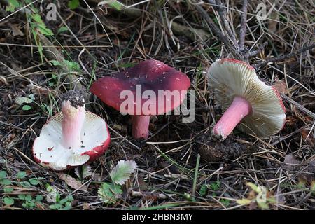 Täubling Xerampelina, allgemein bekannt als Krabbe-Brittlegill oder Garnelenpilz, wilder essbarer Pilz aus Finnland Stockfoto