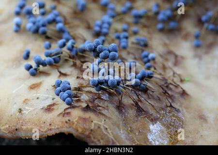 Badhamia utricularis, eine Schleimform mit hängender Sporangie Stockfoto