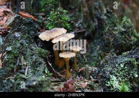 Craterellus tubaeformis (Cantharellus tubaeformis), bekannt als Gelbfußpilz, Winterpilz oder Trompete-Pfifferlinge, wilder essbarer Pilz aus Finnland Stockfoto