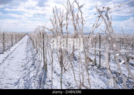 Hügelige weiße Weinberge im Sonnenschein und blauen Himmel. Schneebedeckter Weg in den Weinbergen. Verschneite Winterlandschaft im Weinviertel Österreichs Stockfoto