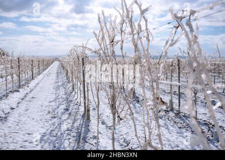 Hügelige weiße Weinberge im Sonnenschein und blauen Himmel. Schneebedeckter Weg in den Weinbergen. Verschneite Winterlandschaft im Weinviertel Österreichs Stockfoto