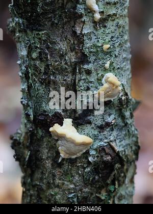 Antrodiella serpula, ein Polyporenpilz, der in Finnland auf Hasel wächst und keinen gemeinsamen englischen Namen hat Stockfoto