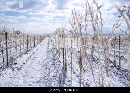 Hügelige weiße Weinberge im Sonnenschein und blauen Himmel. Schneebedeckter Weg in den Weinbergen. Verschneite Winterlandschaft im Weinviertel Österreichs Stockfoto
