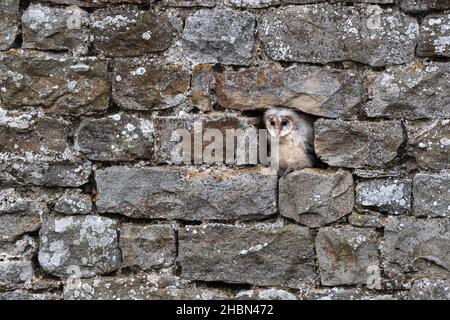 Stalleule (Tyto alba) Küken, kontrolliert, Cumbria, Großbritannien Stockfoto