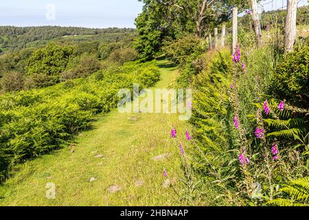 Im Juli wächst neben einem öffentlichen Wanderweg im Exmoor National Park in Cloutsham, Somerset, Großbritannien Stockfoto