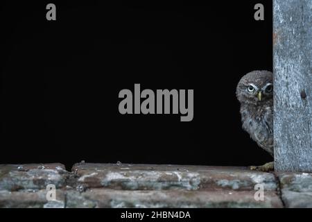 Kleine Eule (Athene noctua), kontrolliert, Cumbria, Großbritannien Stockfoto