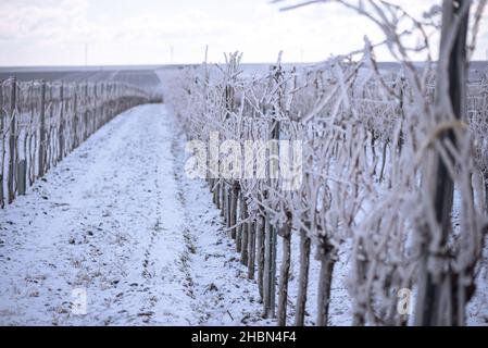 Gefrorener Weinberg im weißen Winter mit leicht bewölktem Wetter. Verschneite Winterlandschaft im Weinviertel Österreichs Stockfoto