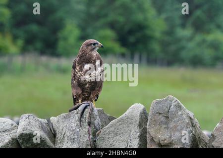 Bussard (Buteo buteo) mit Adder, kontrolliert, Cumbria, Großbritannien Stockfoto