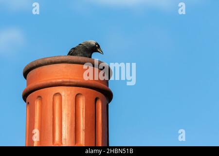 Jackdaw (Corvus monedula) auf Schornsteintopf, Wales, Großbritannien Stockfoto