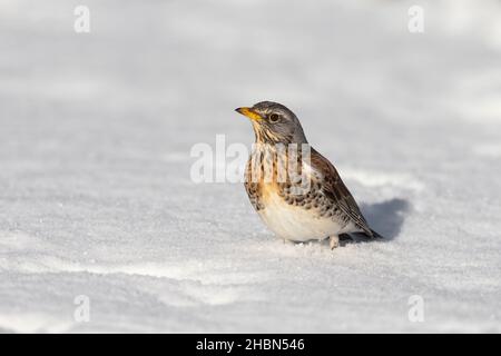 Feldfare (Turdus pilaris), Northumberland National Park, Großbritannien Stockfoto