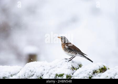 Feldfare (Turdus pilaris), Northumberland National Park, Großbritannien Stockfoto