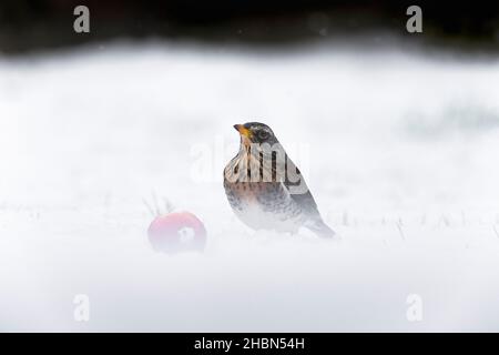 Feldfare (Turdus pilaris) im Schnee, Apfel essen, Northumberland Nationalpark, Großbritannien Stockfoto