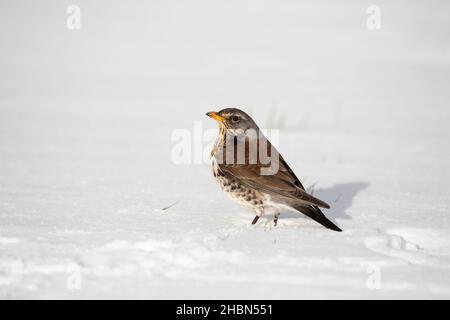 Feldfare (Turdus pilaris), Northumberland National Park, Großbritannien Stockfoto