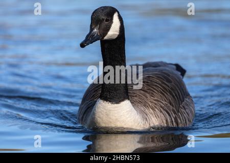 Canada Goose (Branta canadensis), Bolam Lake Country Park, Northumberland, Großbritannien Stockfoto