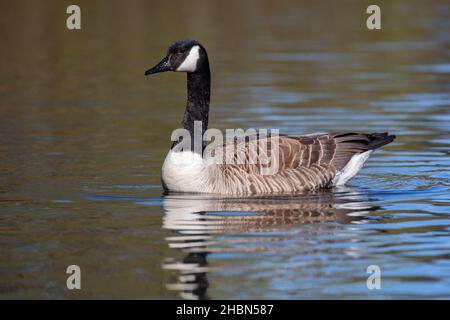 Canada Goose (Branta canadensis), Bolam Lake Country Park, Northumberland, Großbritannien Stockfoto