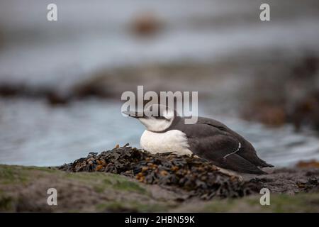 Erster Winterguillemot (Uria aalga), Boulmer, Northumberland, Großbritannien Stockfoto